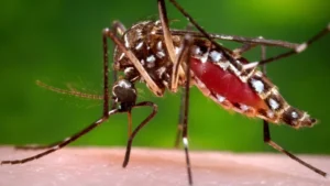 Health officials confirm West Nile virus in mosquitoes and a dead bird found in Orange County, California.